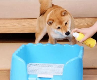狗尿垫放哪