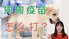 幼犬打疫苗教程