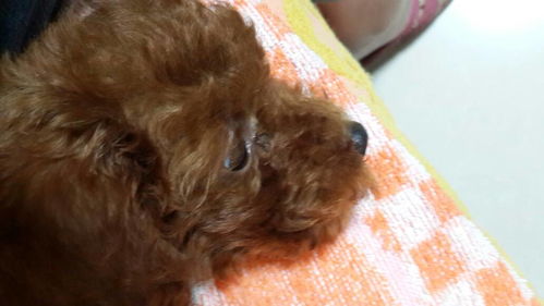 狗狗眼角的毛秃了