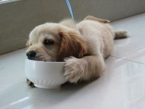 狗狗能吃出什么味道
