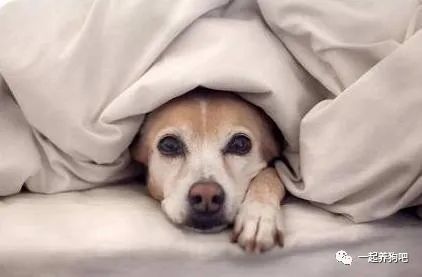 狗狗体内驱虫后拉肚子