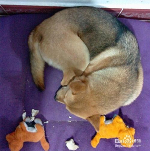 狗狗不在外面大便会怎么样