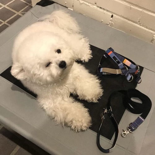 狗虱对人体有害吗