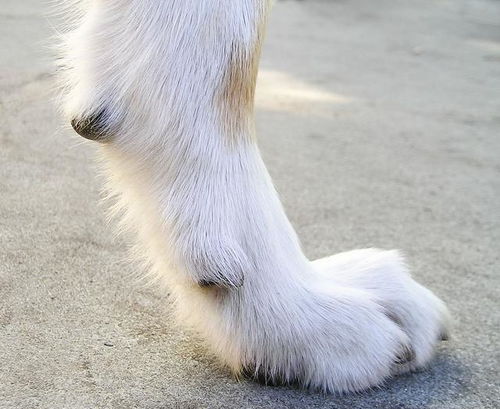狗狗飞趾