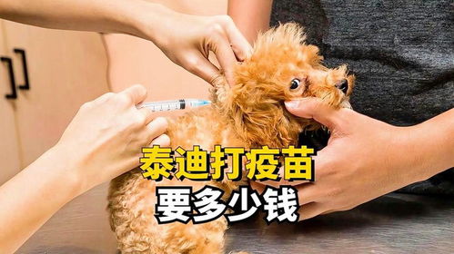 贵宾犬要打什么针多少钱
