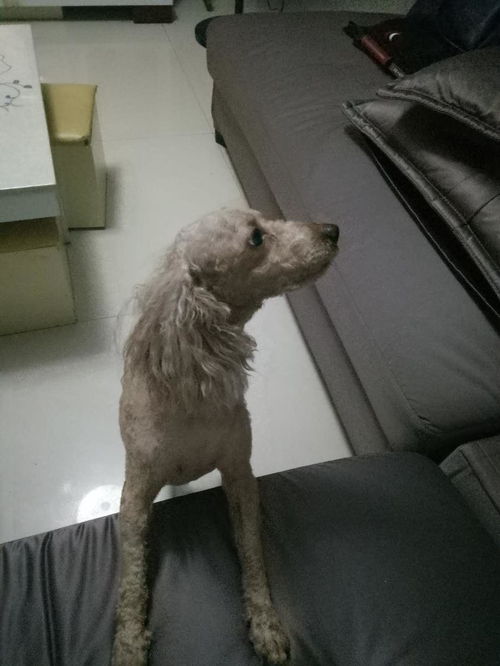 狗狗毛多久能长出来