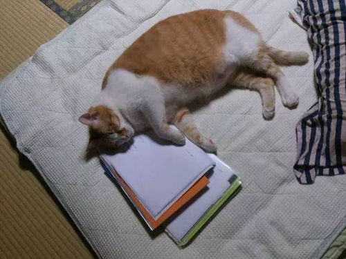 猫睡人的枕头