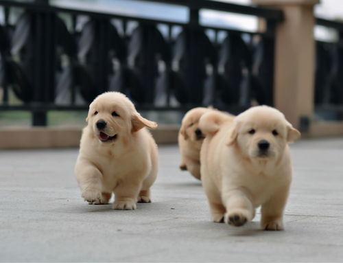 幼犬多久懂事