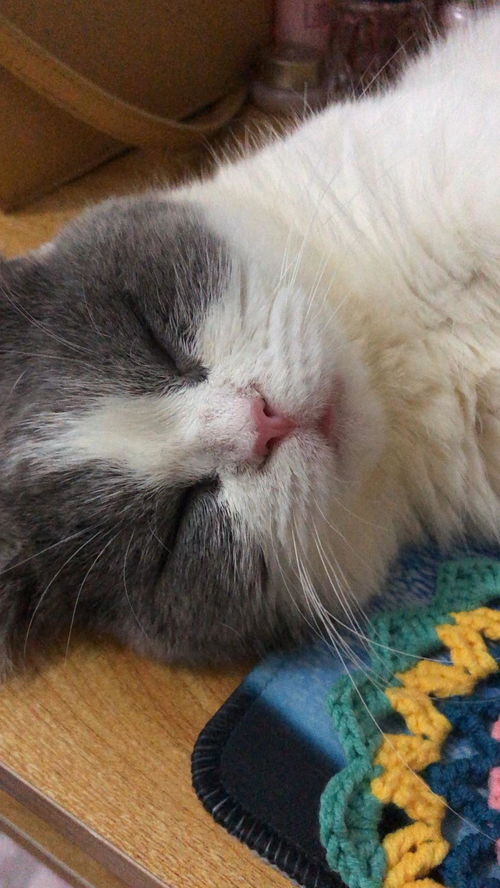 猫磨牙吗