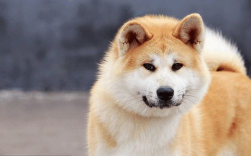 秋田犬 体重