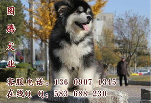 娄底卖狗哪些地方便宜