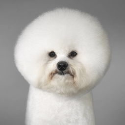 比熊犬怎么打疫苗