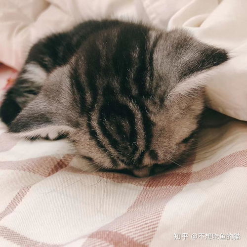 晚上可以给猫喂食吗