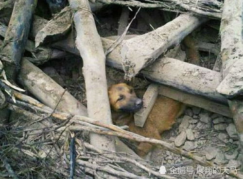 狗能预知地震么