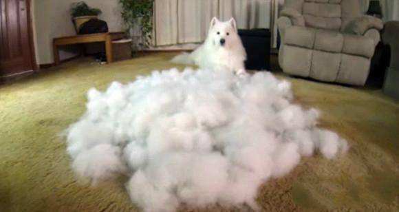 萨摩耶犬养多久才变大