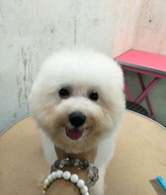 比熊犬打疫苗多少钱一针