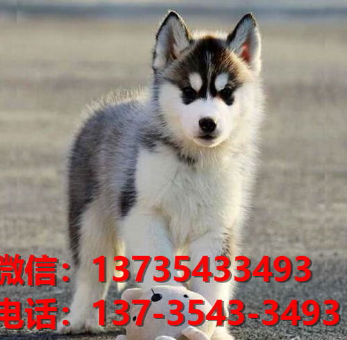 南宁哪里有卖狗的地方