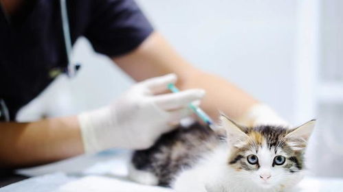 猫为啥打疫苗不打狂犬