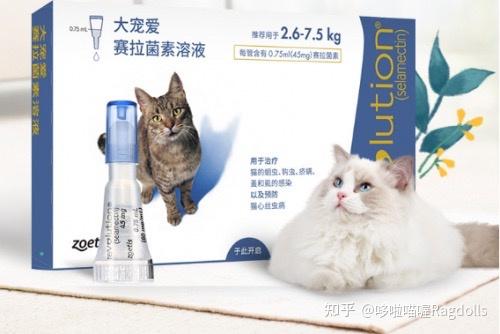 猫咪日常用药