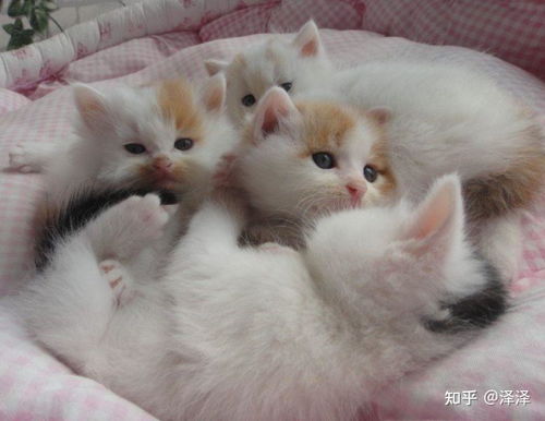 小猫多久能吃幼猫粮