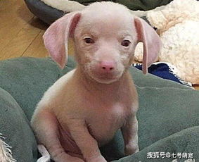 狗狗怀孕多久下狗崽最好