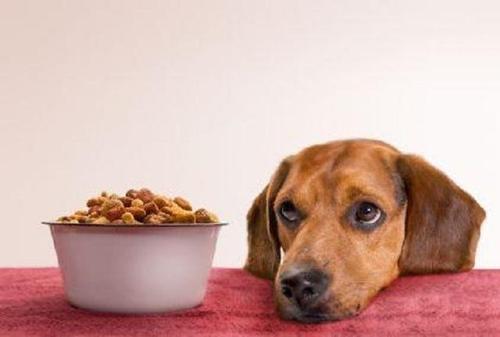 如何让狗有食欲