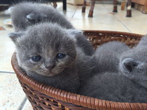 英短蓝猫的标准品相