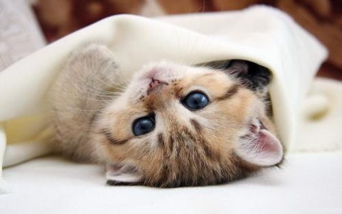 猫咪多久吃一次粮