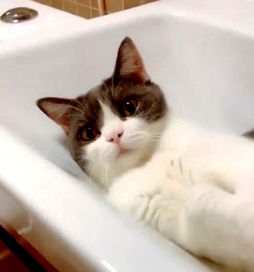 猫咪发现主人不见了