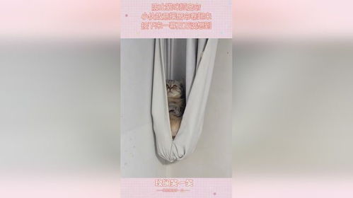 防止猫抓窗帘神器