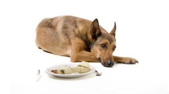 狗狗食欲不佳拉肚子