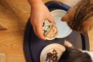 猫咪没有精神食欲不振打喷嚏