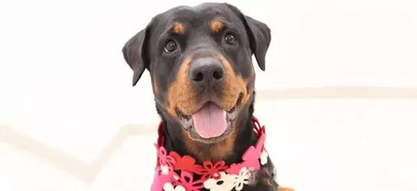 犬的三大烈性传染病谁的死亡率