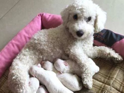 狗配完了多久能看出来
