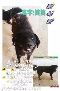 南宁狗市免费领养