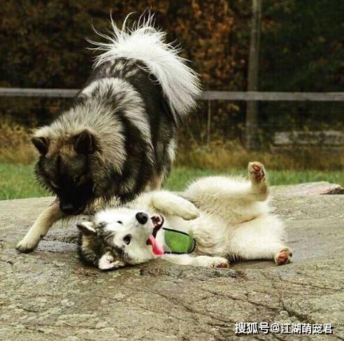 阿拉斯加犬身上有气味