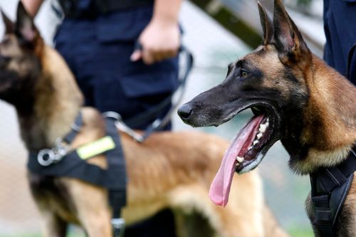 东德和马犬哪个家庭养好