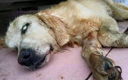 狗狗腹积水多久会死