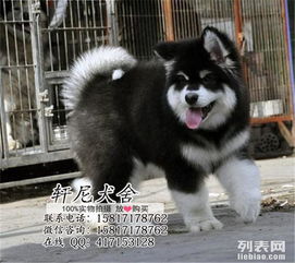 巨型阿拉斯加是什么品种