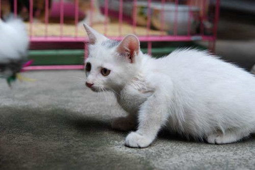 猫粮吃了放屁
