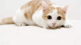 然后训练猫咪