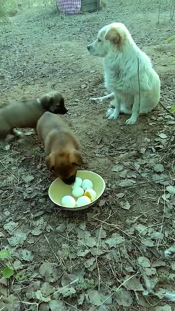 狗狗一次可以吃多少鸡蛋