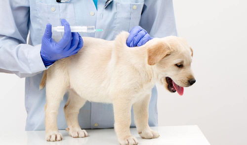 幼犬首次接种疫苗