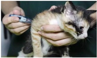 猫鼻支的症状怎么治疗方法