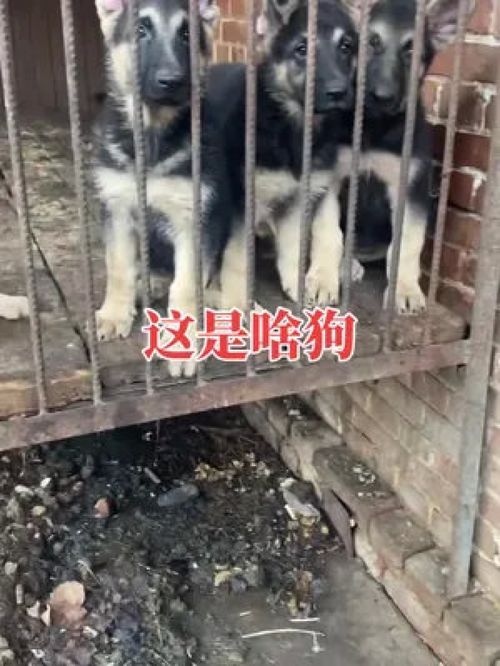 阿拉斯加犬可以看家护院吗