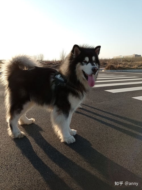 阿拉斯加幼犬拉屎稀怎么回事