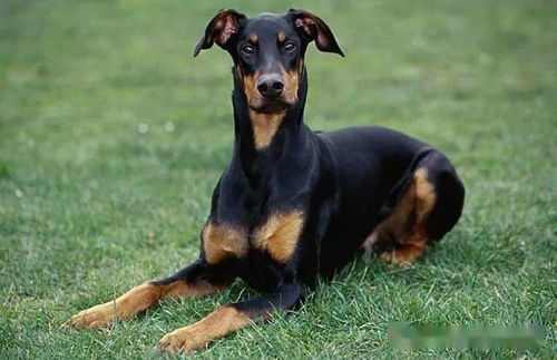 杜宾幼犬怎么选