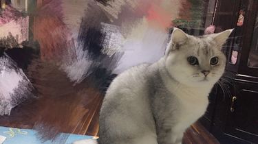 猫猫几天可以适应环境