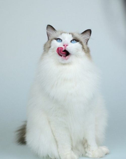 布偶猫母猫一般几斤