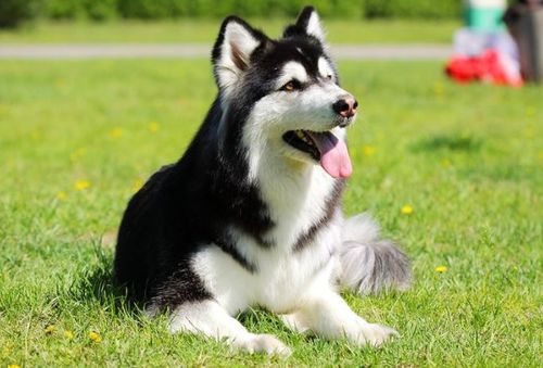 阿拉斯加犬分几种体型